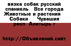 вязка собак русский спаниель - Все города Животные и растения » Собаки   . Чувашия респ.,Алатырь г.